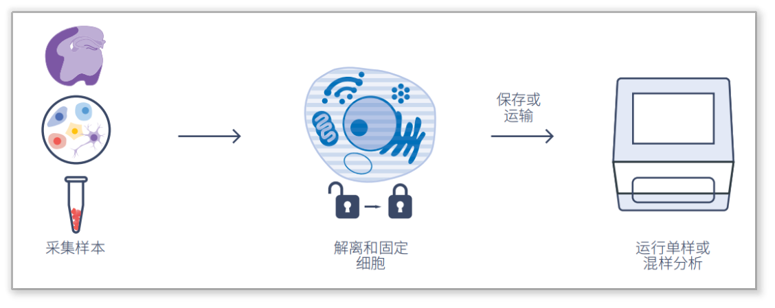 FLex RNA單細(xì)胞轉(zhuǎn)錄組測序
