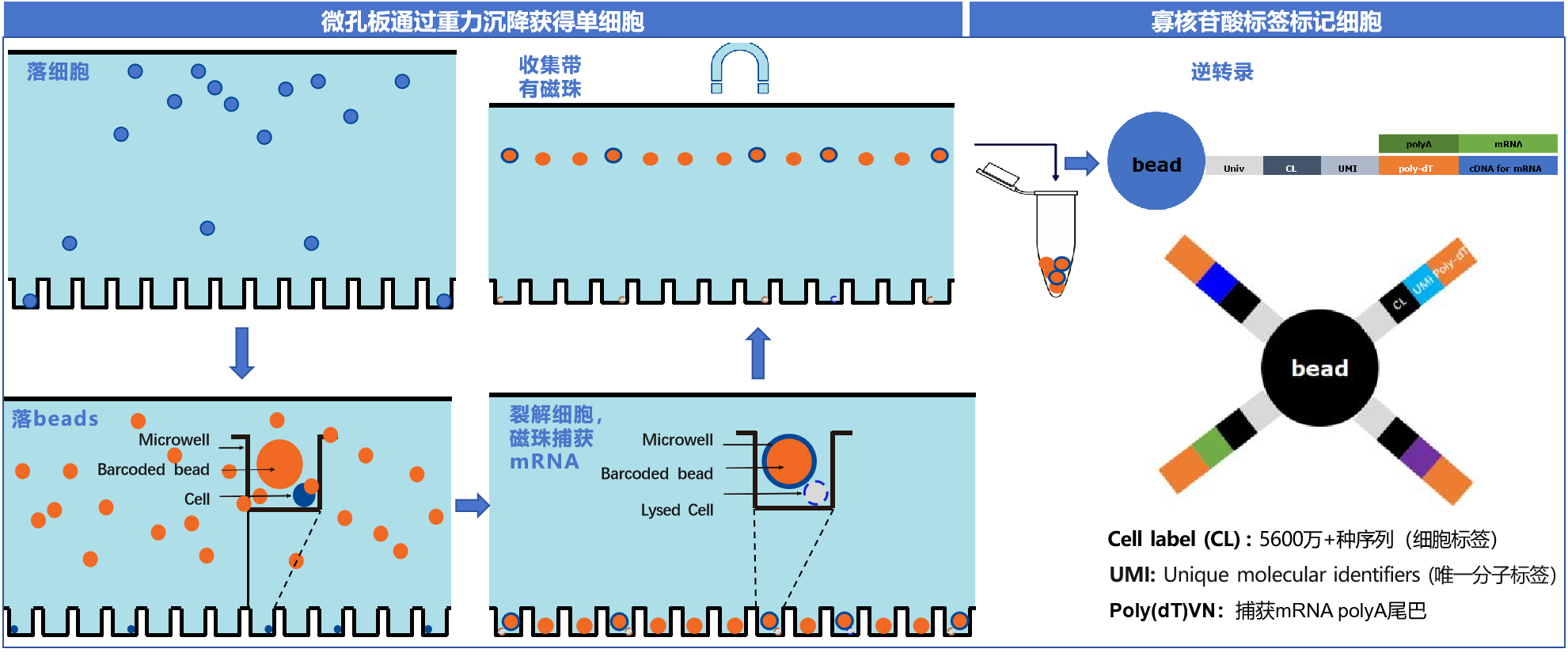 單細胞轉錄組測序