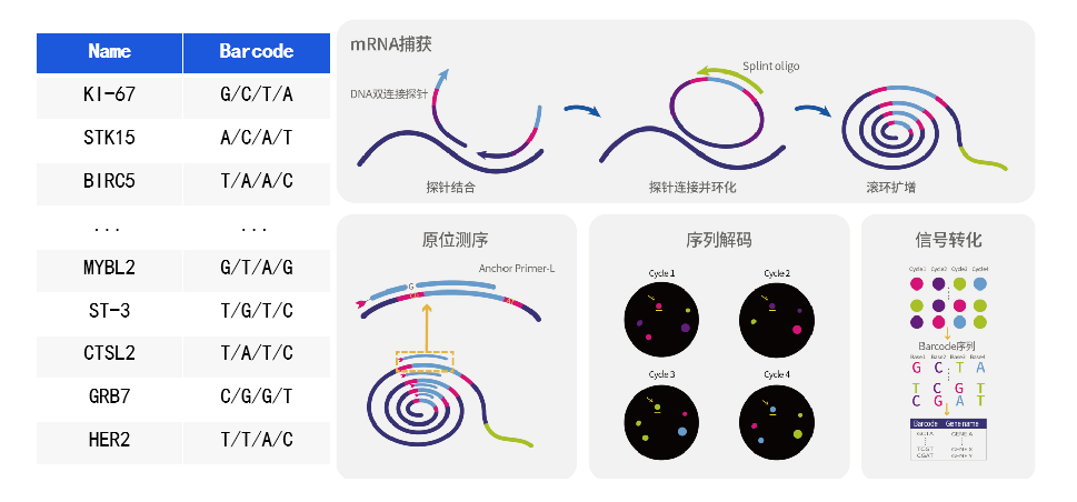 RNA原位測(cè)序（ISS）