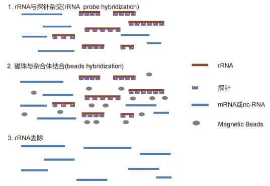 LncRNA測序